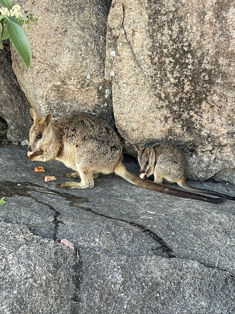 Rock wallaby and joey eating bread on rocks. 